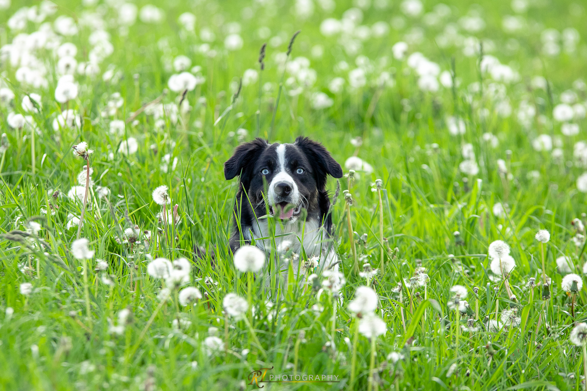 Ein Hund sitzt im Gras