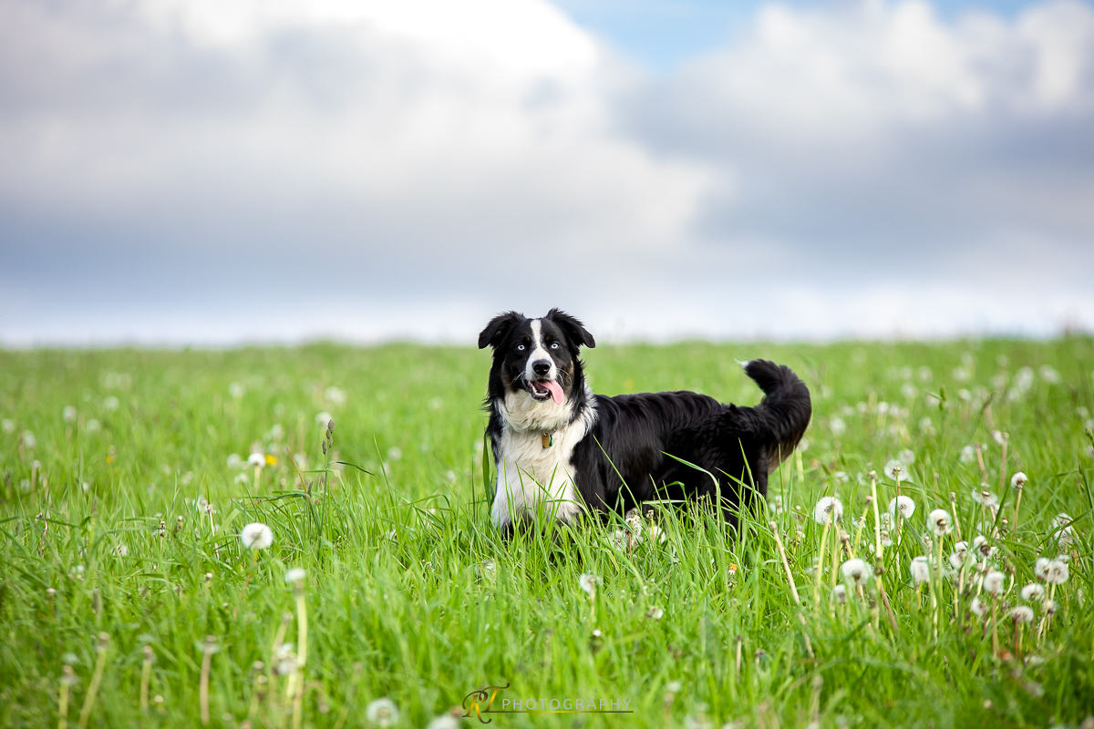 Ein Hund, der in einem Grasfeld steht