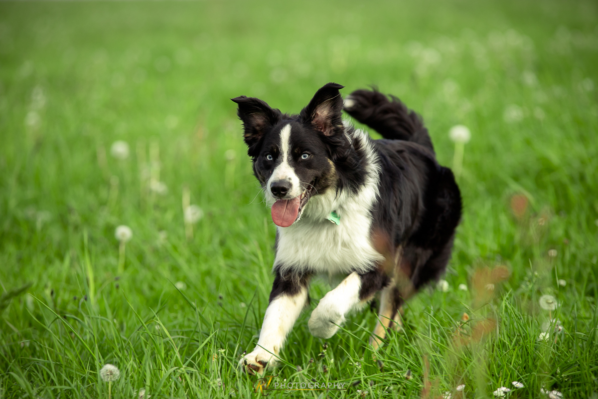 Ein Hund rennt über die Wiese